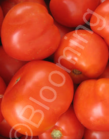 Solanum lycopersicum 'Goliath'
